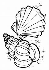 Ozean Shell Seashells Letzte Seite sketch template