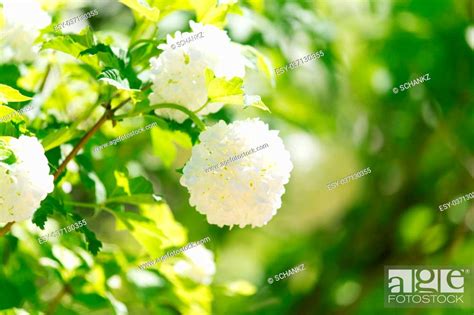 beautiful white flowers  nature stock photo picture   budget