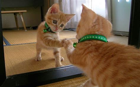 de beste verzameling van grappige fotos katje spiegel grappige katten  bak nood grappige