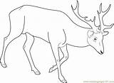 Deer Red Coloring Pages Drawing Coloringpages101 Color Online Getdrawings sketch template