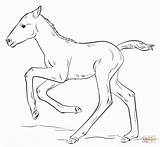 Coloring Pages Miniature Horse Printable Mare sketch template