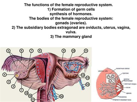 Ppt Histology Of Female Reproductive System Powerpoint