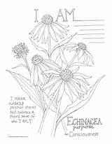 Echinacea sketch template