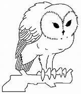 Owl Coloring Screech Pages Color Animals Print Animal Printable Back sketch template