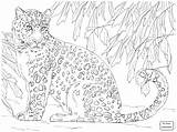 Leopard Coloring Pages Snow Baby Getcolorings Jam Shrewd Animal Printable sketch template