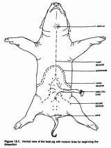 Pig Drawing Fetal Anatomical Drawings Heart Vessels sketch template