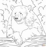 Bear Coloring Pages Bears American Portrait Printable Color Para Oso Colorear Negro Drawing Animal Clipart Sheets Nature Entitlementtrap Kids Animals sketch template