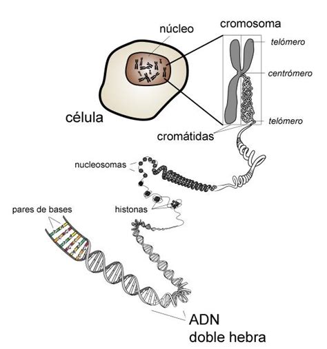 Genética Adn Genes Cromosomas Las Claves De La Herencia