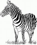 Zebra Kolorowanki Dzieci Dla Zoo Coloringbay Bestcoloringpagesforkids Vbs Roar sketch template