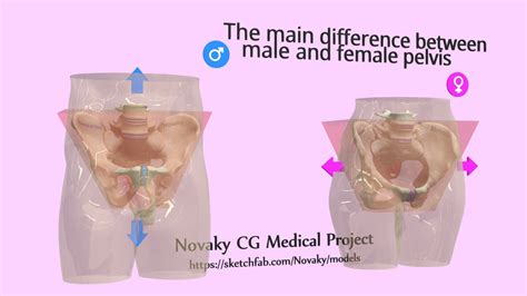 Female Anatomy Pelvic Region