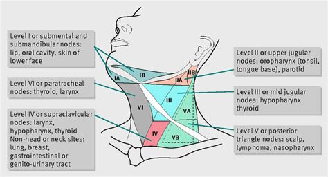 lymph node groups   head  neck region  respective draining