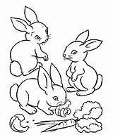 Animal Drawing Kids Coloring Rabbit Sheet Cute Books sketch template