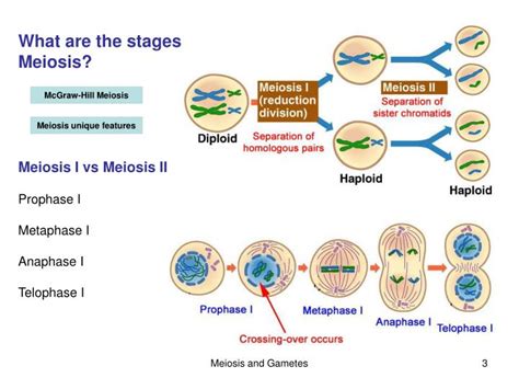 ppt chapter 11 sexual reproduction and meiosis