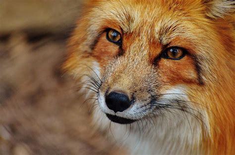picture fox animal wildlife photography nature