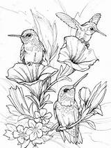 Coloring Pages Bird Hummingbirds Birds Adults Adult Sheets Tegninger Choose Board Colouring Kids Mandala Neve Boneco sketch template