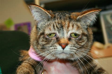 Tucker The World’s Saddest Cat Is In Need Of A New Home