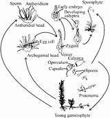 Kingdom Plant Cycle Life Bryophyte Notes sketch template