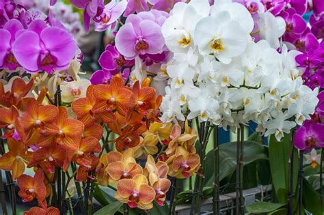 pretty orchid flower colors youll    bloom