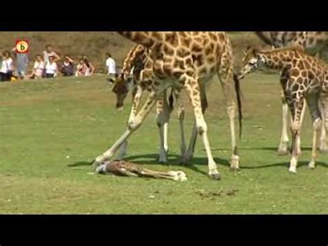 giraffe geboren  beekse bergen youtube