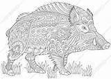 Boar Zentangle Cinghiale Pig Stylized Everzwijn Stileerde Stilisierte Wilden Eber Stilizzato Doodle Warthog Razorback Hog sketch template