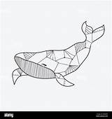 Coloriage Blanc Baleines Livre Vecteur Adultes Alamyimages Sauver sketch template