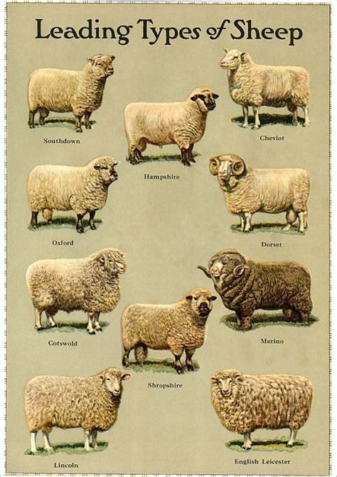 poster types  sheep   order bespoke produced locally