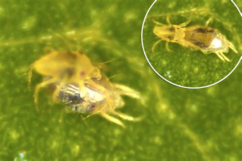 male spider mites ‘undress females by stripping off their skin before