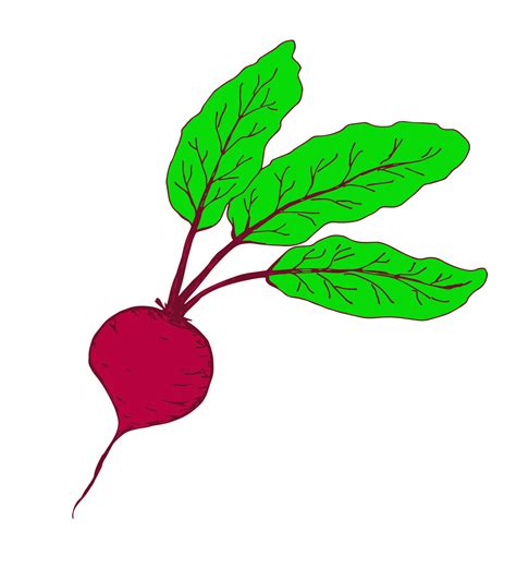 Hand Drawn Simple Color Vector Drawing Burgundy Beets With Green