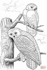 Pages Owls Owl Coloring Snowy Colouring Tree Printable Two Birds Drawing Color Sheets Print Wildlife Book Adults Kids ציעה Prey sketch template