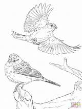 Sparrows Sparrow Gorriones Chipping Supercoloring sketch template