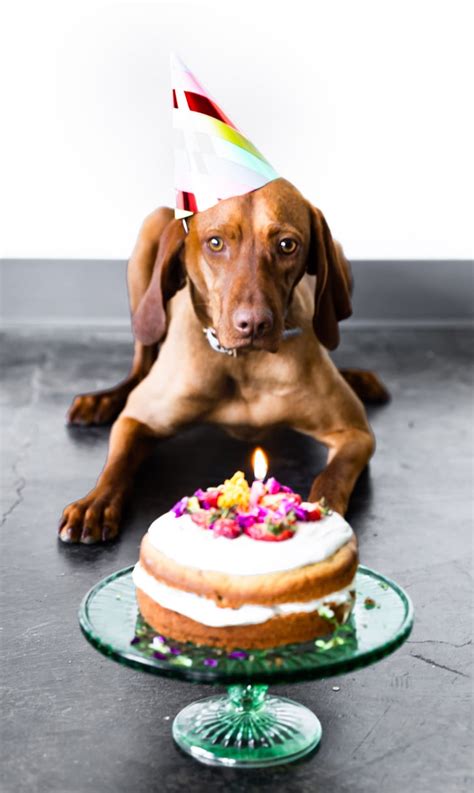 grain  fruit cake  dogs birthday cake recipes  ideas
