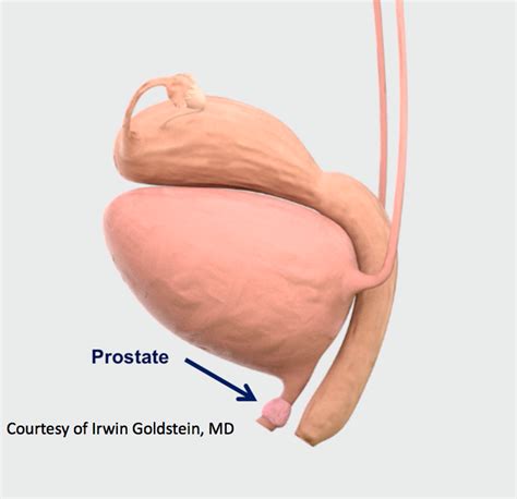 the female prostate fact or fiction