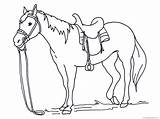 Shetland Coloring Pages Pony Getdrawings sketch template