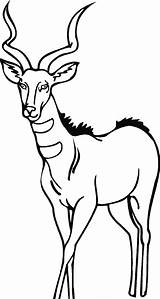 Antelopes Antilopes sketch template