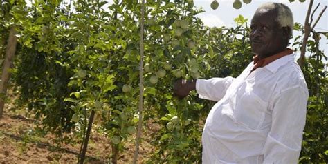 how i make over sh 100 000 per month from passion fruit farming