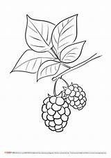 Blackberry Berries Colouring Berry sketch template