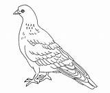Pigeon Vogel Ausmalbilder Bestcoloringpagesforkids Topkleurplaat Herunterladen sketch template