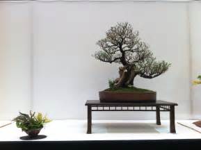 bonsai tree dublin bonsai trees accessories johnstown