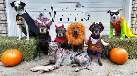 halloween costumes  pets     superseed tv