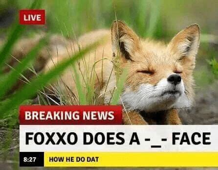 fox collection  fox memes  images fox memes