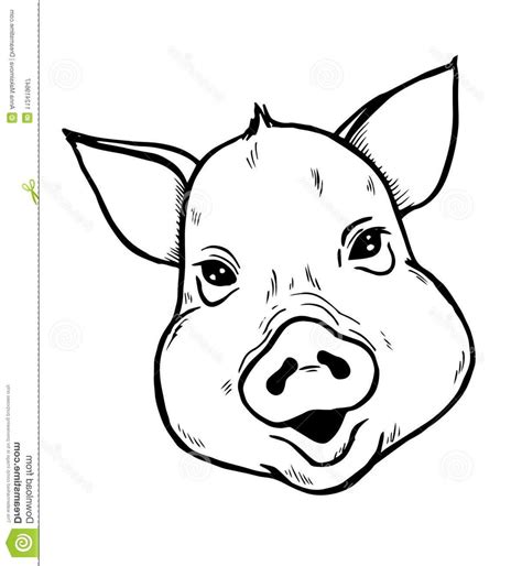 pig head vector  getdrawings