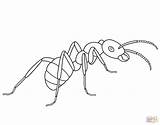 Ant Coloring Ants Pages Printable Template Drawing Line Insect Animal Simple Picnic Kids Colouring Color Templates Crafts Select Category Printables sketch template