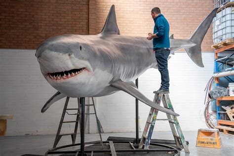 shark   water  model makers bringing  finned friends