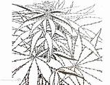 Coloring Pages Cannabis Weed Plants Plant Sheet Printable Sheets Getdrawings Adults Getcolorings sketch template