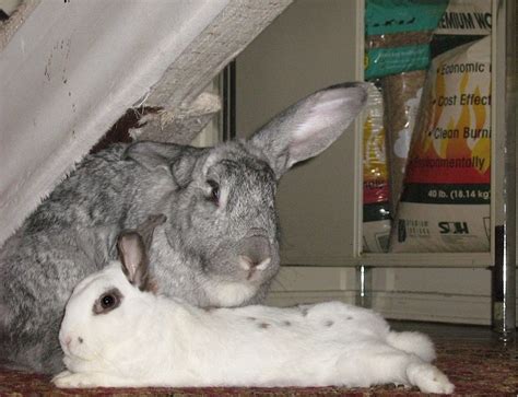 Spaying And Neutering House Rabbit Society