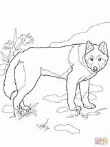 Dingo Wildhund Ausmalbild Ausdrucken sketch template