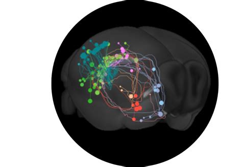 connectivity matrices brain maporg