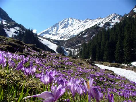 peisaje de primavara flori de primavara la munte