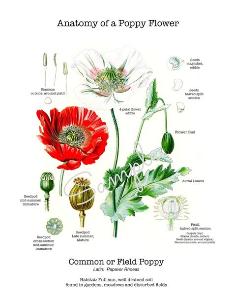 anatomy   poppy flower homeschool nature study vintage etsy