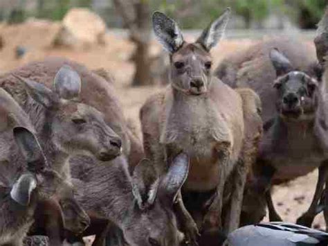 Jacked Kangaroos The Muscular Marsupials Of Australia
